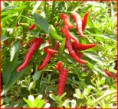 /album/tradizioni-gastronomiche-ginosine-/a404051-354038748003806-2079744790-n-jpg/