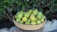 /album/tradizioni-gastronomiche-ginosine-/a423767-361903407217340-1198558036-n-jpg/