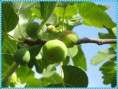 /album/tradizioni-gastronomiche-ginosine-/a481265-318351744905840-8912672-n-jpg/