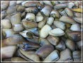 /album/tradizioni-gastronomiche-ginosine-/a527043-361900970550917-1289175110-n-jpg/